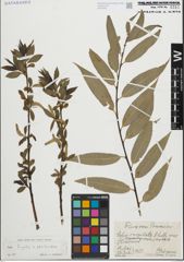 Foto von Salix fragilis L. x Salix pentandra L.